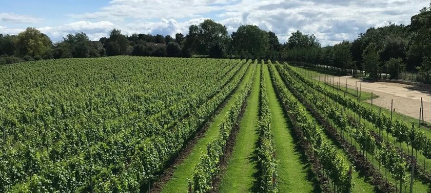 Dunesforde Vineyard