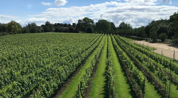 Dunesforde Vineyard