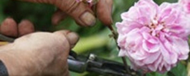 Rose Pruning article image