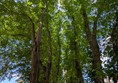 Image of a path lined with tall trees