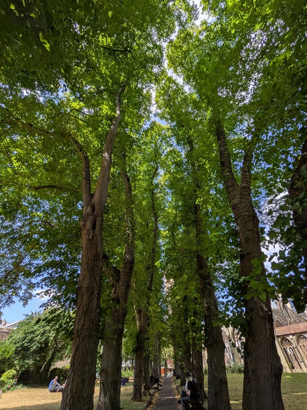 Image of a path lined with tall trees