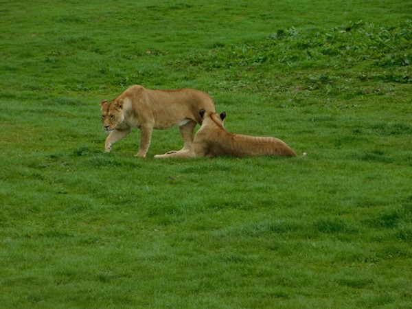 Lions