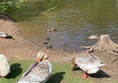 Some of the wildlife accessible on footpaths