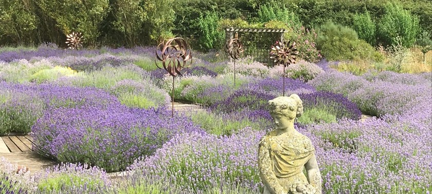 Wolds Way Lavender