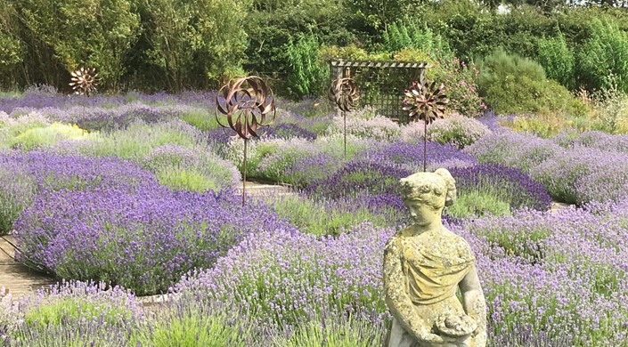 Wolds Way Lavender