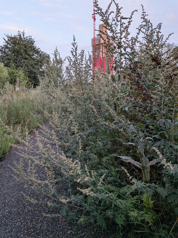 image of path and plants in the park