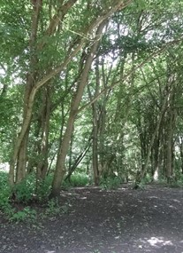 Rufford Abbey Country Park