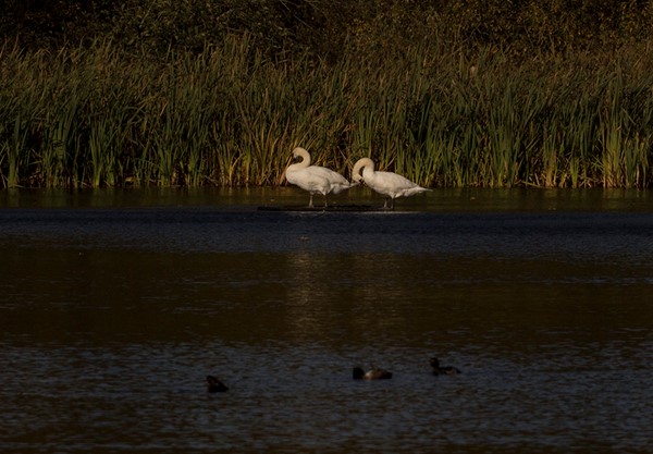 swans on the lake