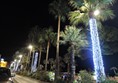 Palm trees illuminated at night