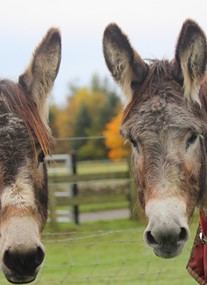 Redwings Horse Sanctuary - Mountains