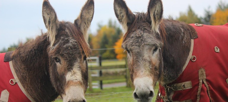 Redwings Horse Sanctuary - Mountains