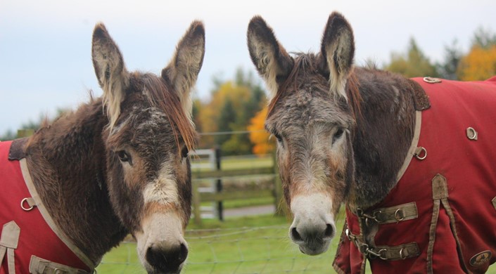 Redwings Horse Sanctuary - Mountains