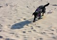 My assistance dog running free on the beach.