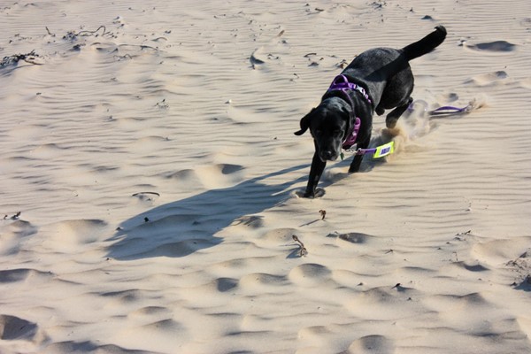 My assistance dog running free on the beach.
