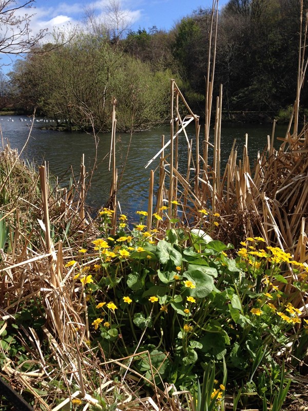 Picture of Blackford Pond