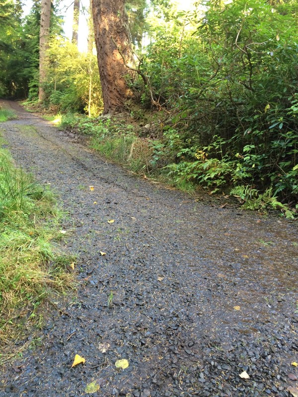 Picture of Cragside - I made the skid marks!