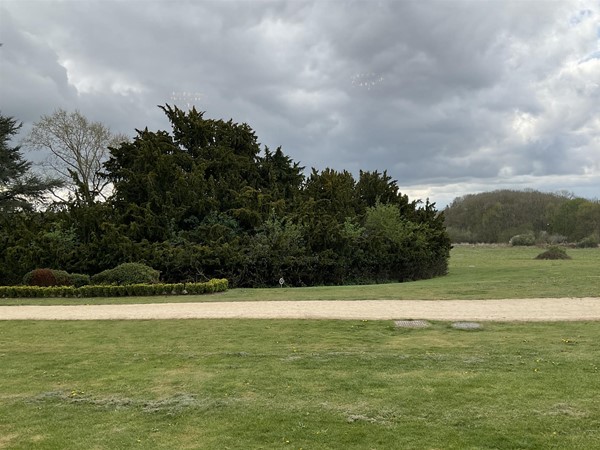 Image of trees in a field