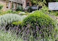 Image of plants
