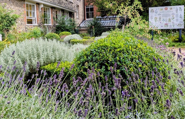 Image of plants