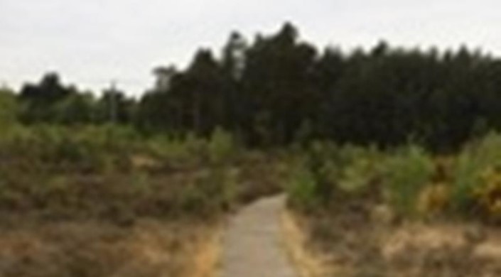 Thursley National Nature Reserve