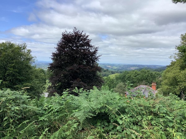 (1) lovely hillside drive.