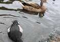 Picture of ducks