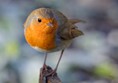 Robin