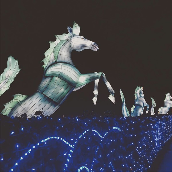 Horses