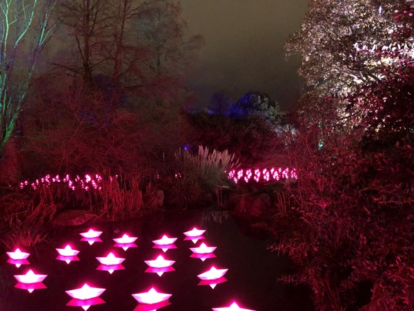 Picture of Christmas lights at Edinburgh Botanics