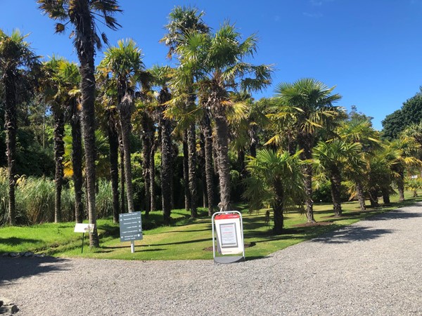 Picture of some palm trees