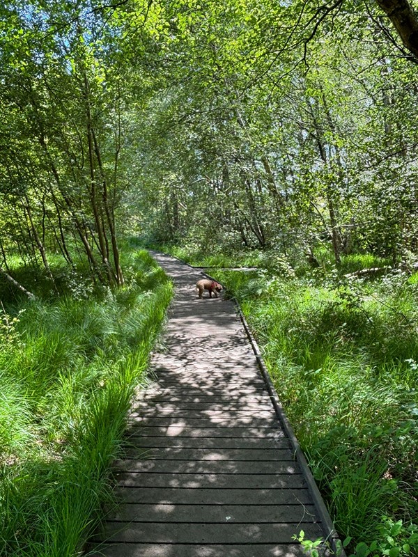 Image of another pathway.