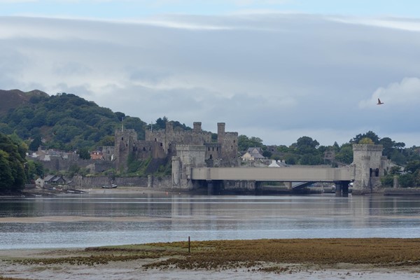 Even non wildlife fans can enjoy best view of Conwy Castle from the RSPB reserve