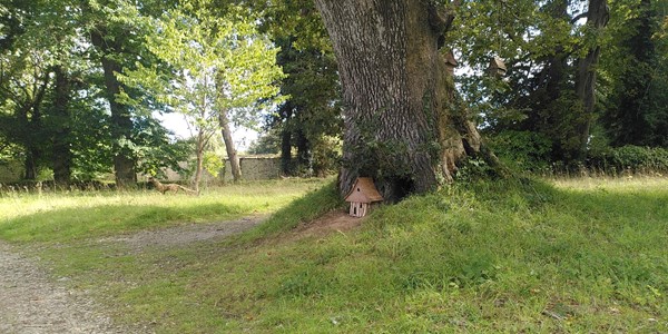 Enys Gardens