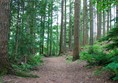 Wide path through woods