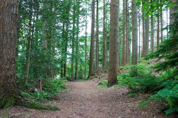 Wide path through woods