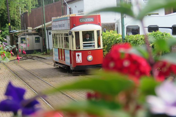 Picture of Seaton Tramway