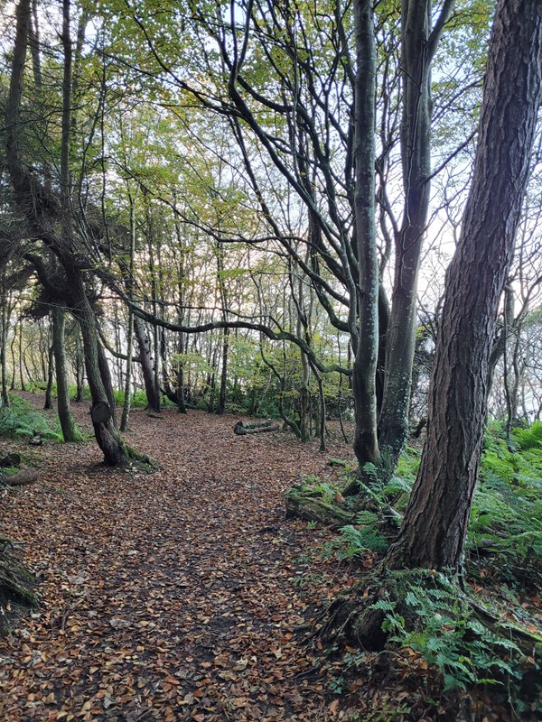 Picture of woodland