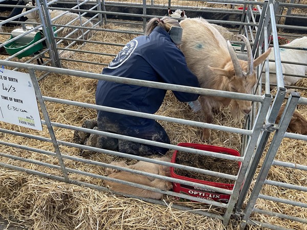 Image of goats in pens