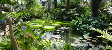 Kew Royal Botanic Gardens
