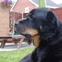 Profile image for StevieB