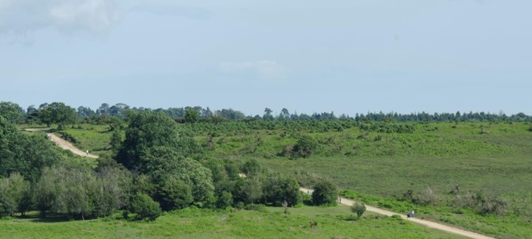 New Forest National Park