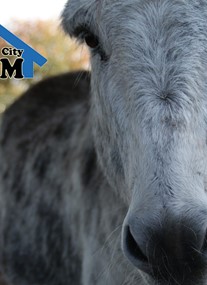 Spitalfields City Farm