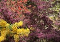 An image of flowers in a garden