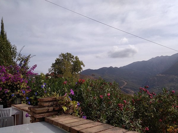 Image of a view of flowers and mountains.