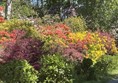 An image of flowers in a garden