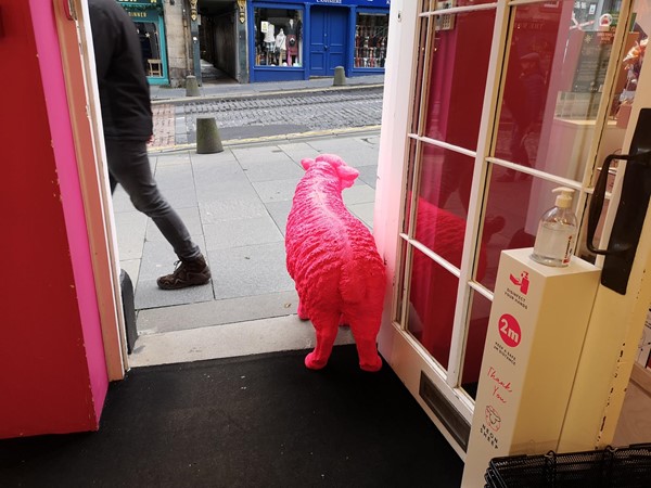 Picture of Neon Sheep, Edinburgh