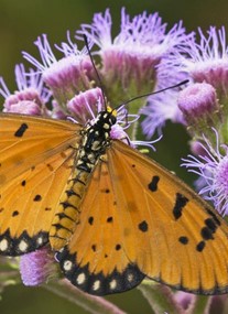 Stratford-upon-Avon Butterfly Farm