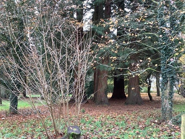 4 huge pine trees