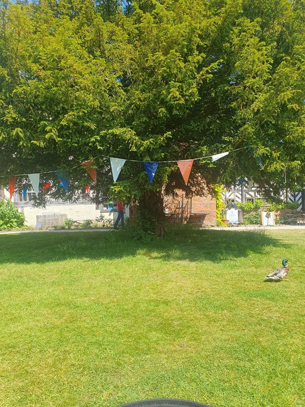Tree with bunting and a drake exiting camera right