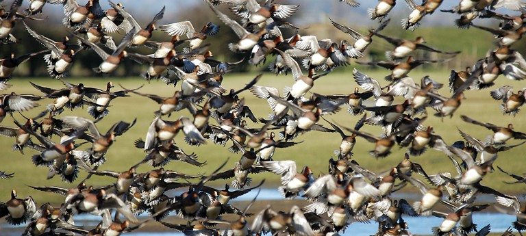 WWT Slimbridge Wetland Centre